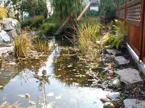 naturnaher Gartenteich, natrliche Teichanlage, Wassergarten